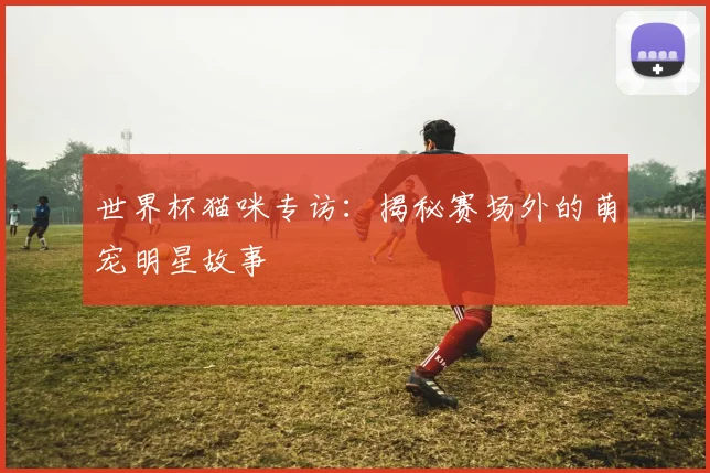 世界杯猫咪专访:揭秘赛场外的萌宠明星故事